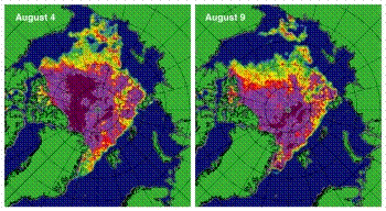 Pole tekstowe:  Mapy koncentracji morskiego lodu w dniach 4 i 9 sierpnia 2012 r. Kolor purpurowy i brzowy oznacza koncentracj blisk 100%, a ty, zielony i jasno-niebieski - od 60% do 20%.
